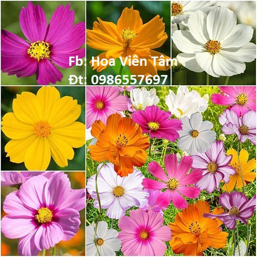 50 Hạt Hoa Cánh bướm, Sao Nhái