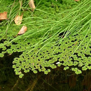 Bèo hoa dâu