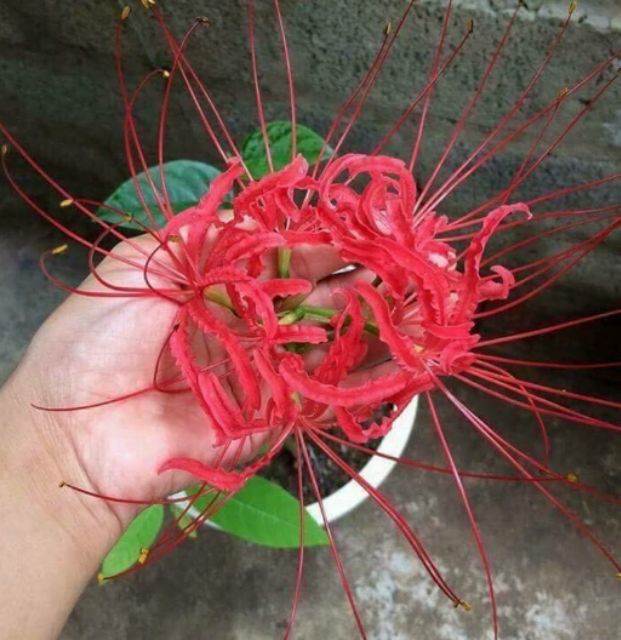 CỦ HOA BỈ NGẠN MÀU ĐỎ  CỦ TO NHƯ HÌNH