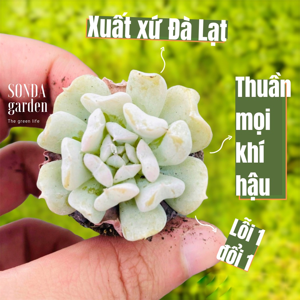 Sen đá cúc trắng SONDA GARDEN size mini 2.5-4cm, xuất xứ Đà Lạt, khoẻ đẹp, lỗi 1 đổi 1