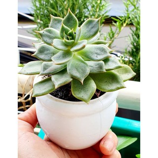 5 chậu nhựa mini trồng sen đá