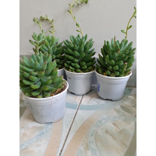 Sen đá thược dược sz chậu trung lựa check