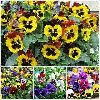 HẠT GIỐNG HOA PANSY-viola