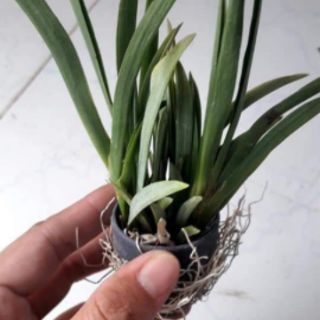 5 cây hoa lan vũ nữ bút chì