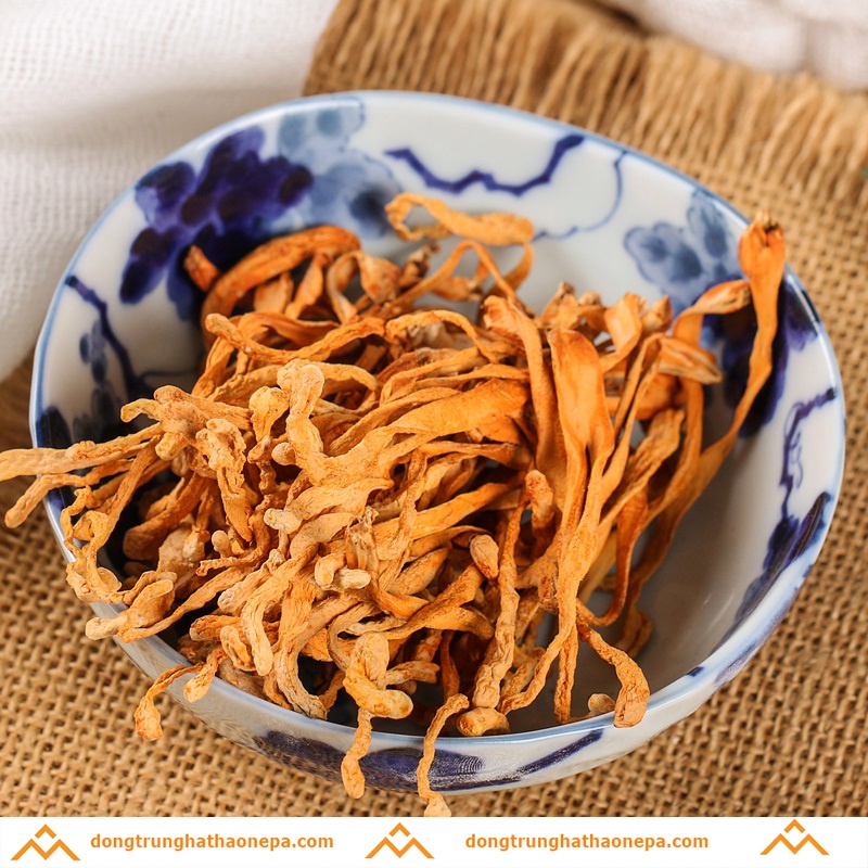 Bông Đông Trùng Cao Cấp ❤️FREESHIP❤️ Bông Đông Trùng Hạ Thảo Hữu Cơ