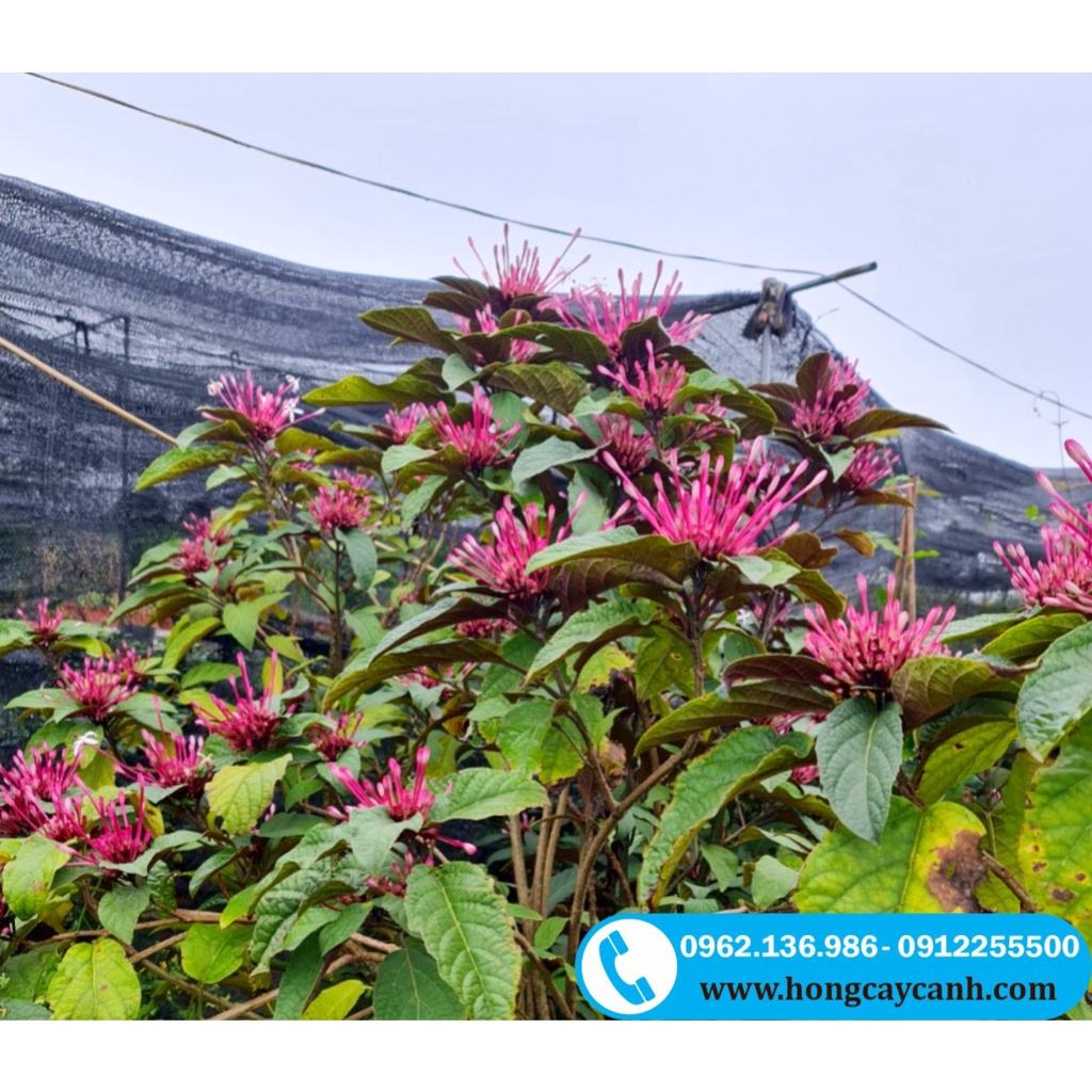 Cây Hoa Thiên Phúc II Cây Pháo Bông