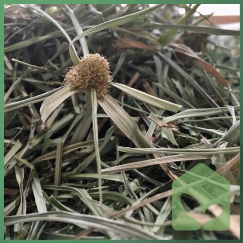 Cỏ Bạc Đầu phơi khô và Tươi Organic Thảo Dược