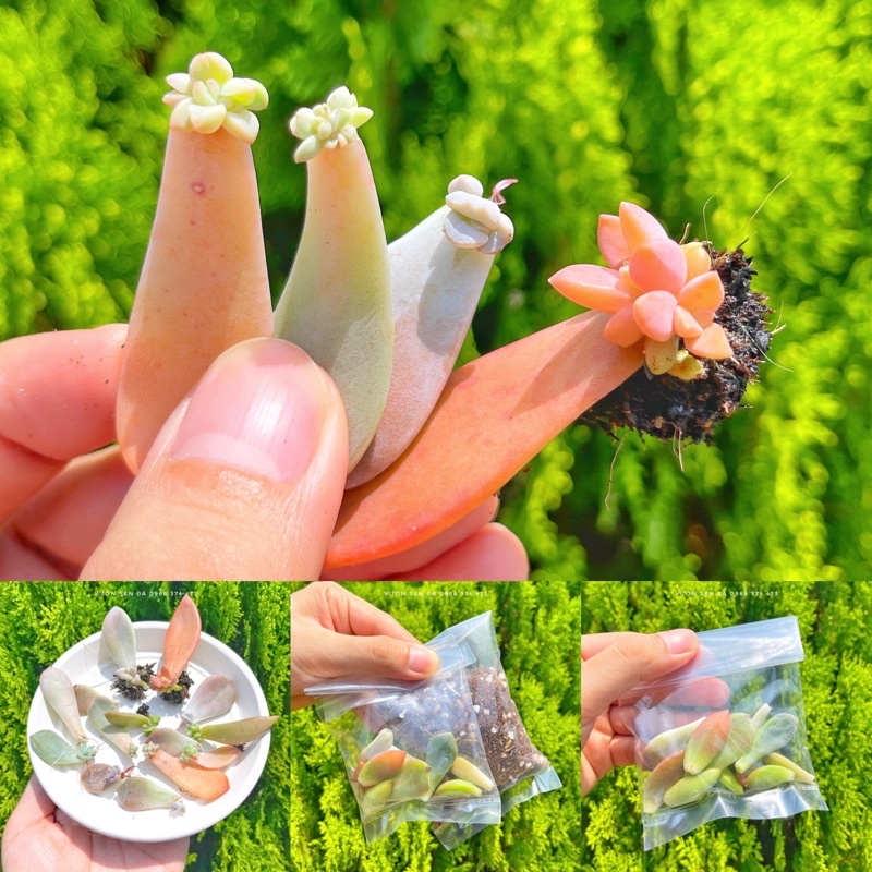 Combo 10 lá sen đá chưa lên mầm - Tặng kèm đất trồng sen đá
