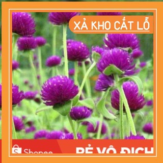 (SALE LỚN) 100 hạt hoa cúc bách nhật tím đậm