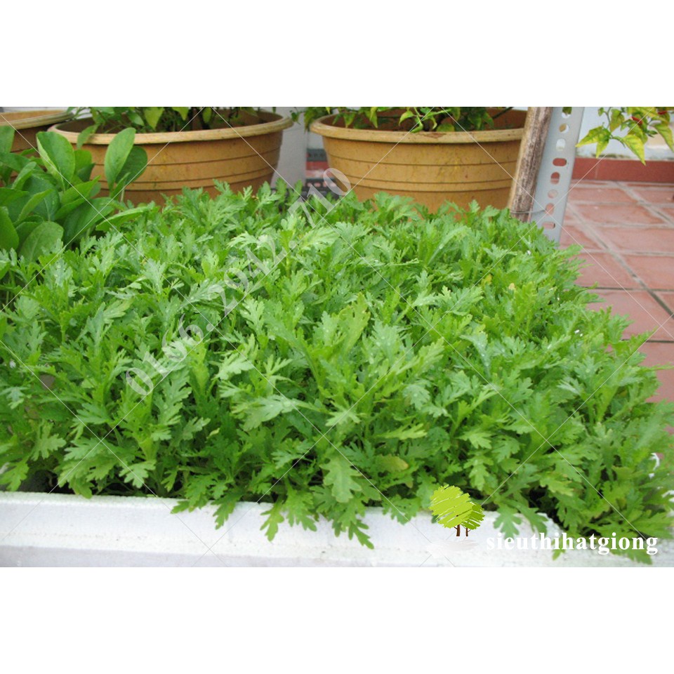 Hạt Giống Rau Cải Cúc, Cải Cúc Tẻ Chân Lùn Lá Sẻ Dễ Trồng, Năng Suất Cao -Gói 20g