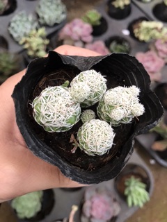 Xương rồng trứng chim