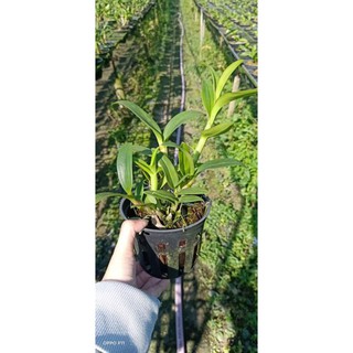 Hoa lan denro hoa hồng Blue - cây lớn
