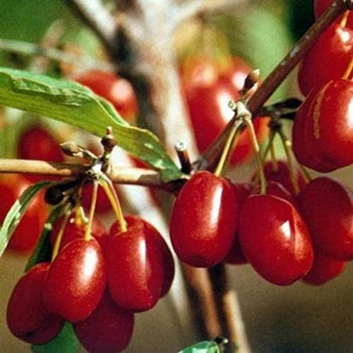 Nước Ép 100% Hữu Cơ Anh Đào Cornelian- ORGANIC Pure Cornelian Cherry Juice - 300ml &amp; 750ml