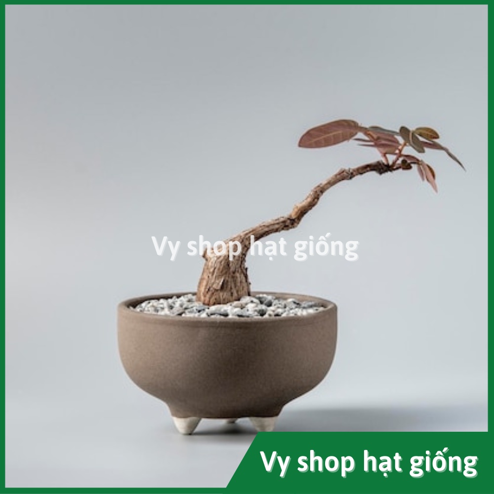 Củ Diệp hạ châu (Phyllanthus Mirabilis) nhập Thái Lan - Củ lá đỏ làm cảnh decor