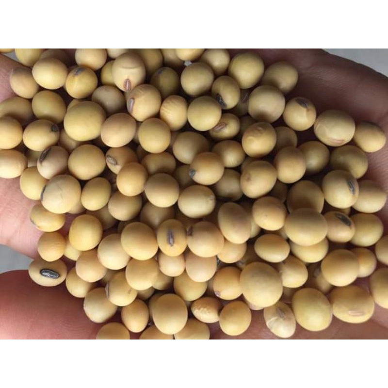đậu nành,đậu tương làm sữa hạt