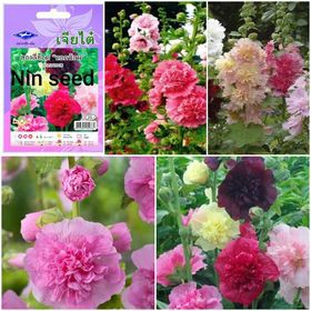HẠT GIỐNG HOA MÃN ĐÌNH HỒNG KÉP