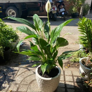 CÂY LAN Ý TRỒNG PHONG THUỶ
