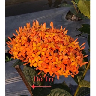 (4 cây) Cây bông trang mỹ cam ( hoa mẫu đơn ) - cao 20-35cm