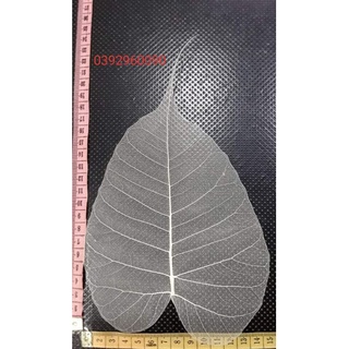 XƯƠNG LÁ SIZE LỚN 13cm -15cm