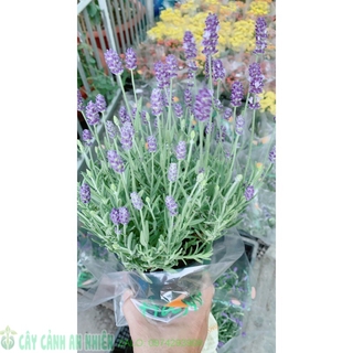 Cây Oải Hương