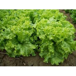 HẠT GIỐNG XÀ LÁCH XOĂN XANH 5GR