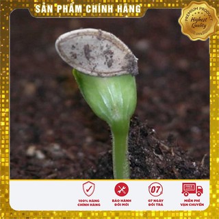 Bộ gói hạt giống bí ngòi vàng
