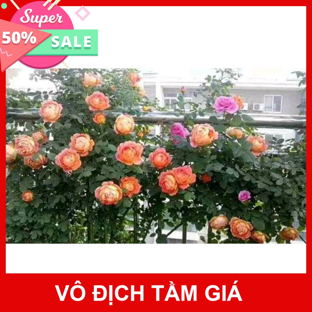 Giống Chuẩn  CÂY HOA HỒNG LEO