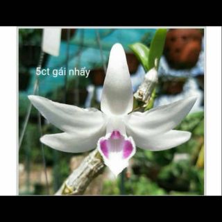 Hoa phong lan - 5 cánh trắng gái nhảy