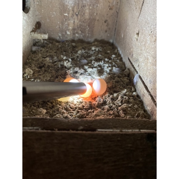 Đèn Pin Soi Trứng Chuyên Dụng