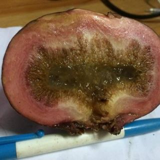 Cây Giống Vả Mật Huế