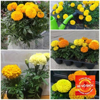 50 hạt giống cúc vạn thọ mix màu