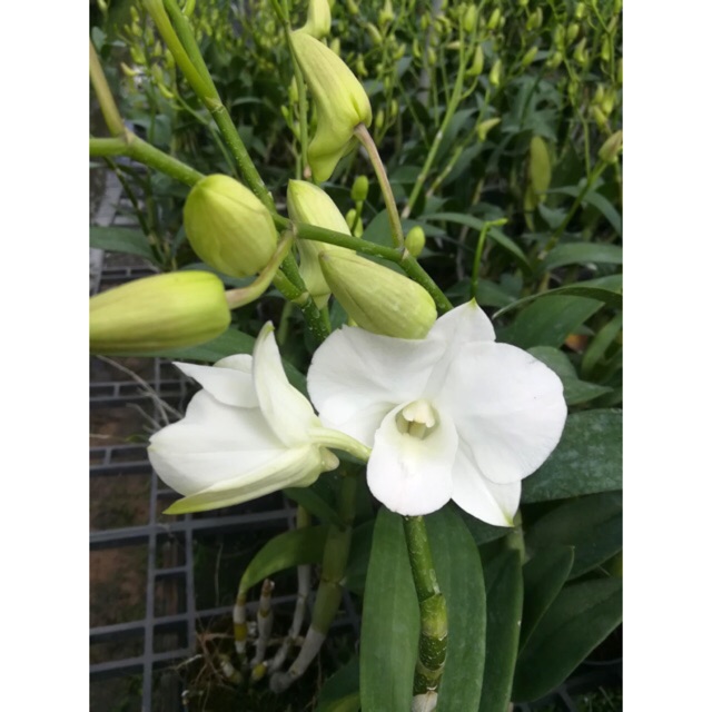 Hoa Lan Denro màu trắng hồng cây đang nụ