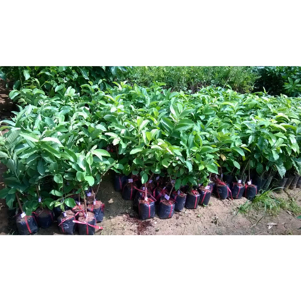 CÂY GIỐNG ỔI SẺ RỪNG.
