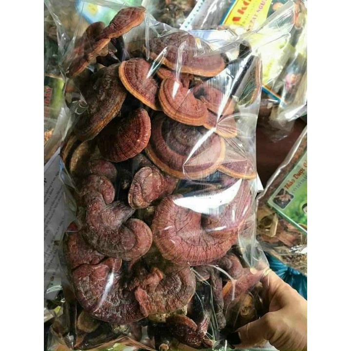 Nấm lim xanh chuẩn rừng tự nhiên