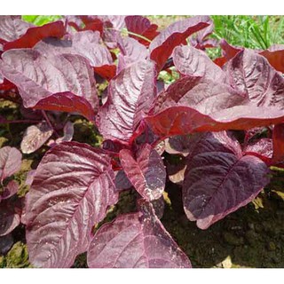 5Gr HẠT GIỐNG RAU DỀN ĐỎ KÈM QUÀ TẶNG VÀ HƯỚNG DẪN