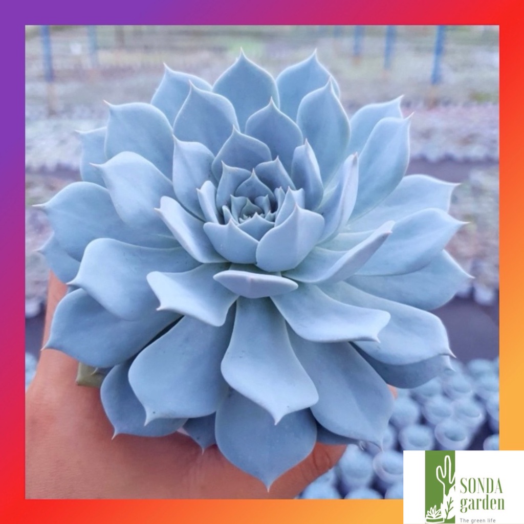 Sen đá ngọc trinh SONDA GARDEN size trung bình 10-12cm, cây cảnh trang trí nhà cửa, lỗi 1 đổi 1