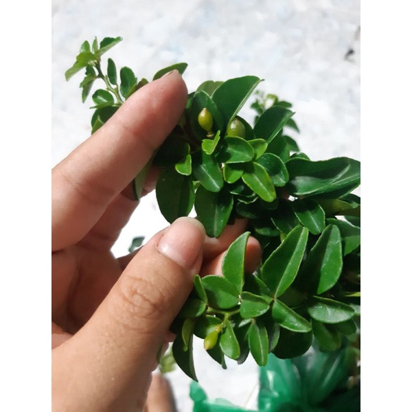 Cây kim quýt THÁI bonsai