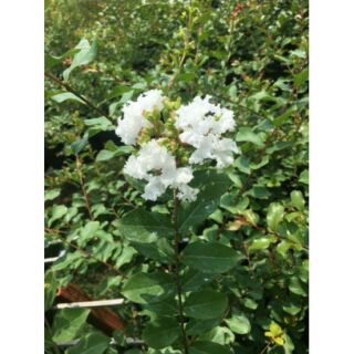 Chậu hoa tường vy trắng