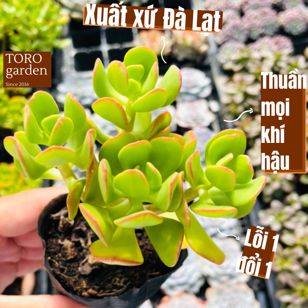 Sen đá thạch bích lá xoăn Đà Lạt size bé cây cảnh trang trí nhà cửa Toro garden
