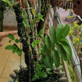 500Gr Phân Bón Tan Chậm Nhật Bản (14-13-13)