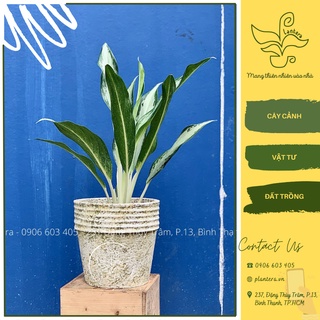 Cây giữ tiền thái bụi chậu c7 - cây cảnh - cây ưa mát - cây nhỏ