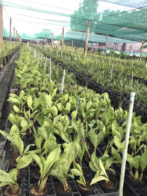 Hoa lan Thanh đạm Indo