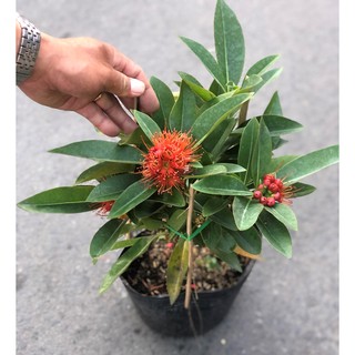 Cây Mai Thái hoa màu cam