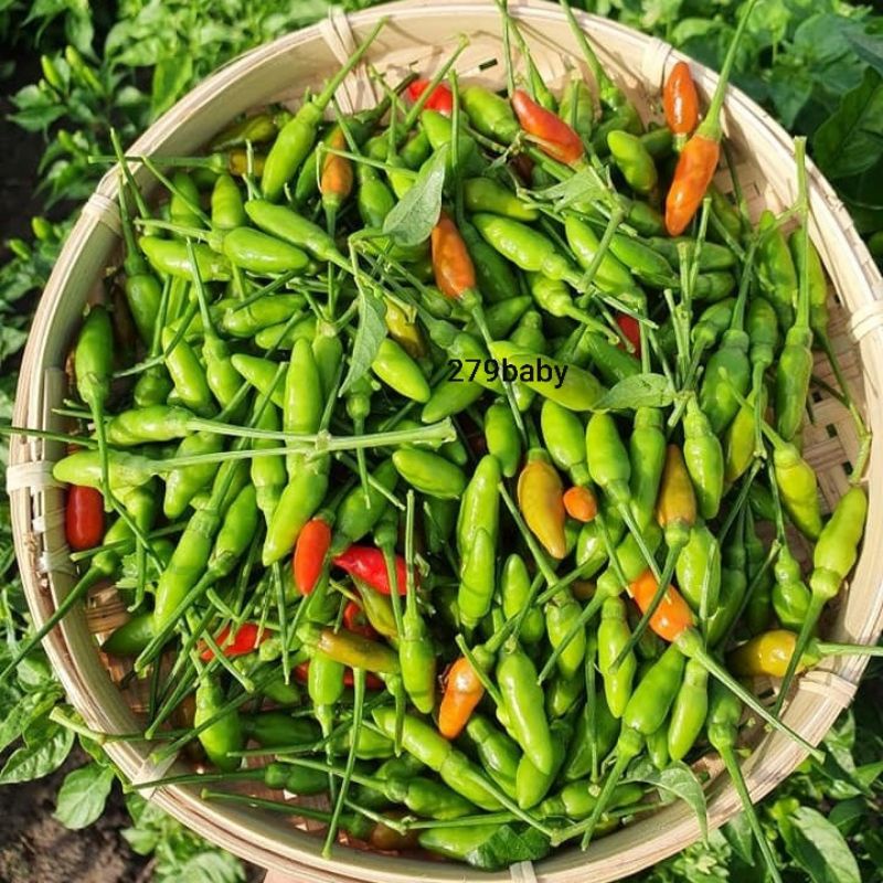 Ớt xiêm rừng sốc muối ,cay giòn quanh năm .chai 330ml 🌶.