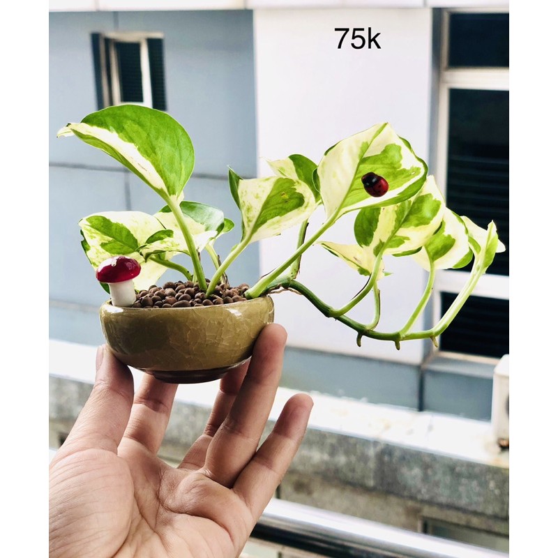 Chậu ngọc trầu bà sữa bonsai mini