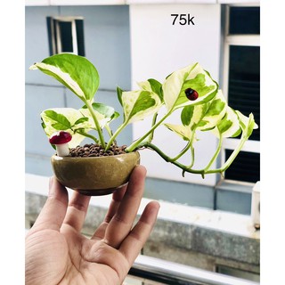 Chậu ngọc trầu bà sữa bonsai mini