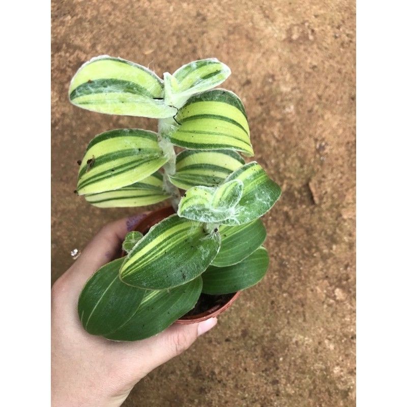 Chậu cứng thài lài Thái