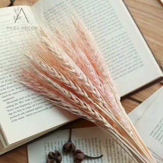🌸Lúa Mạch Khô Decor Vintage🌸