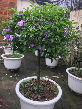 Cây giống hoa nhài nhật thân gỗ cao 50-60cm