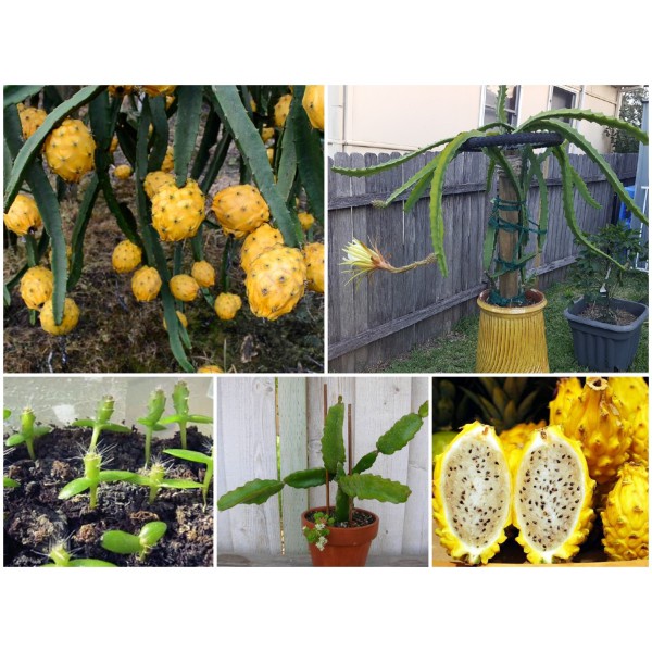 Shop 1K - BỘ HẠT GIỐNG THANH LONG VỎ VÀNG NGOẠI NHẬP CHO TRÁI NGỌT LỊM